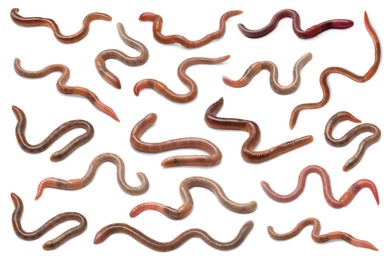 Image of Set with many worms isolated on white