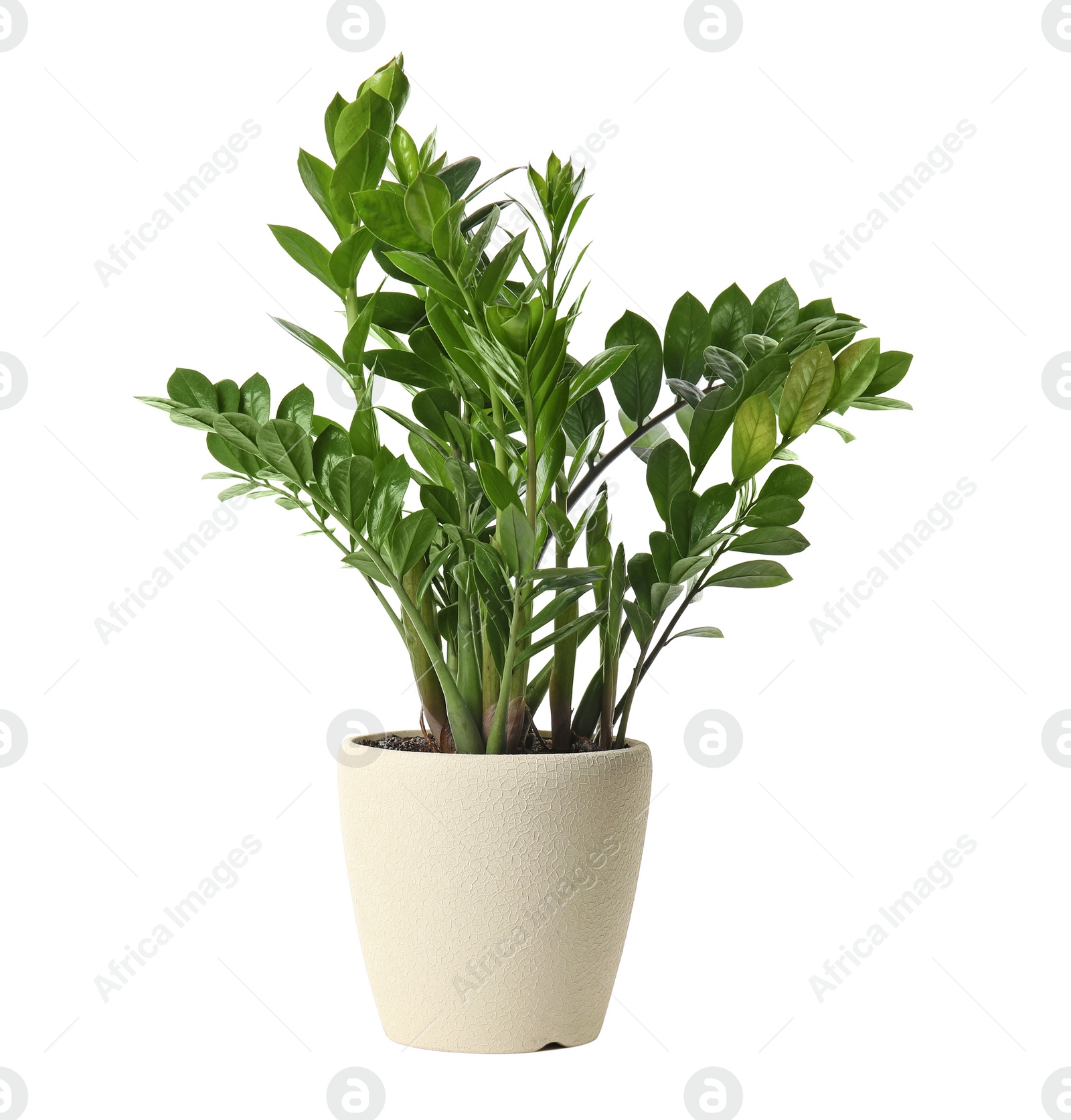 Photo of Pot with Zamioculcas home plant on white background