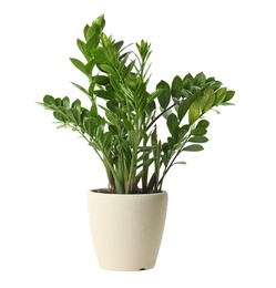 Photo of Pot with Zamioculcas home plant on white background