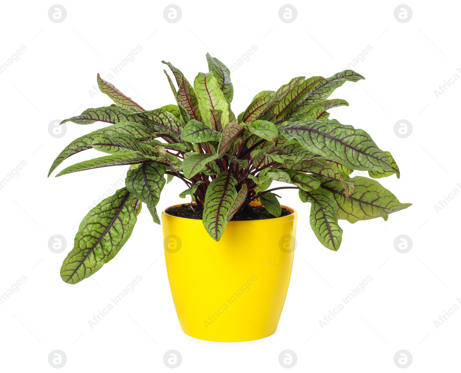 Photo of Sorrel plant in pot isolated on white