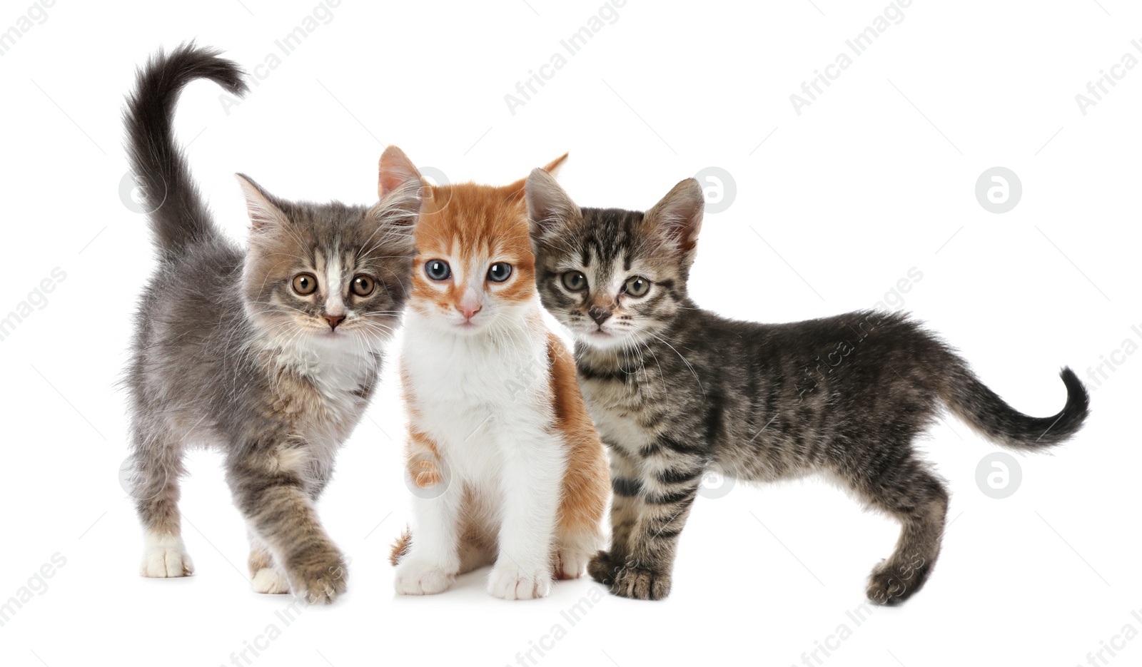 Image of Group of cute little kittens on white background