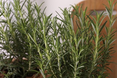 Photo of Aromatic green rosemary on light background, closeup