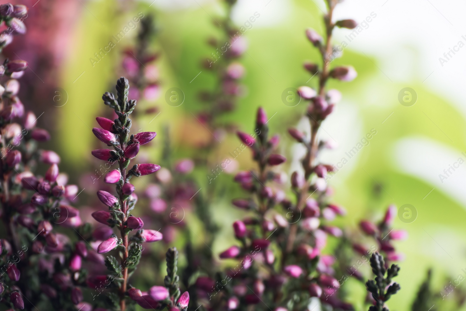 Photo of Heather shrub with beautiful flowers on blurred background, closeup