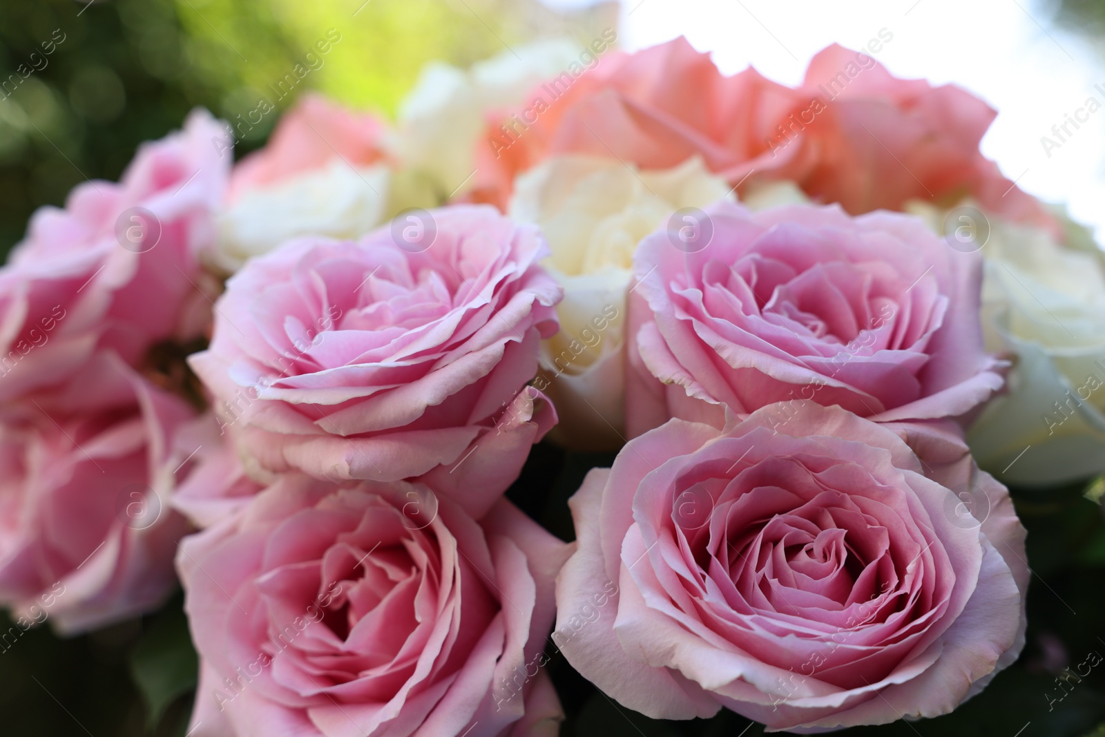 Photo of Beautiful bouquet of aromatic roses outdoors, closeup