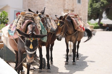 Cute donkeys with tack and pretty accessories on city street