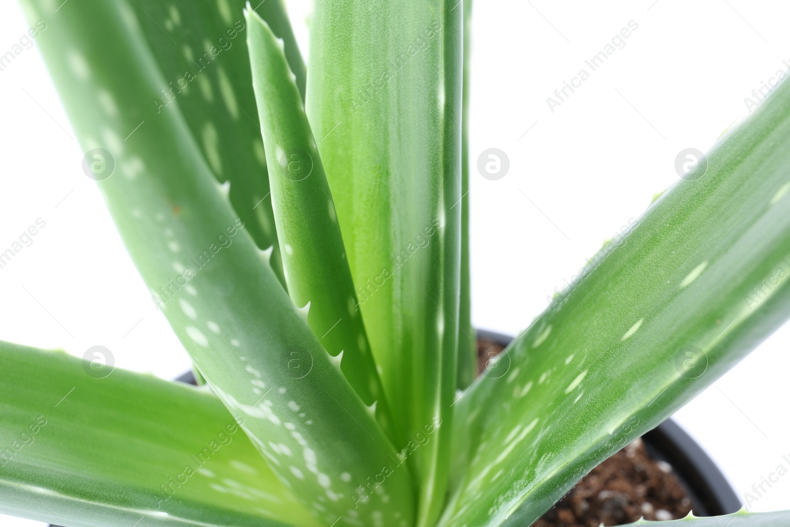 Photo of Flowerpot with aloe vera on white background, closeup