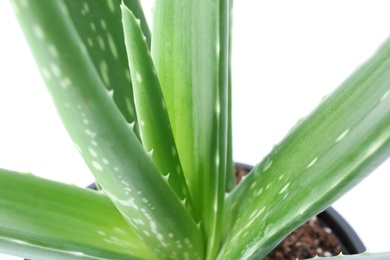 Flowerpot with aloe vera on white background, closeup