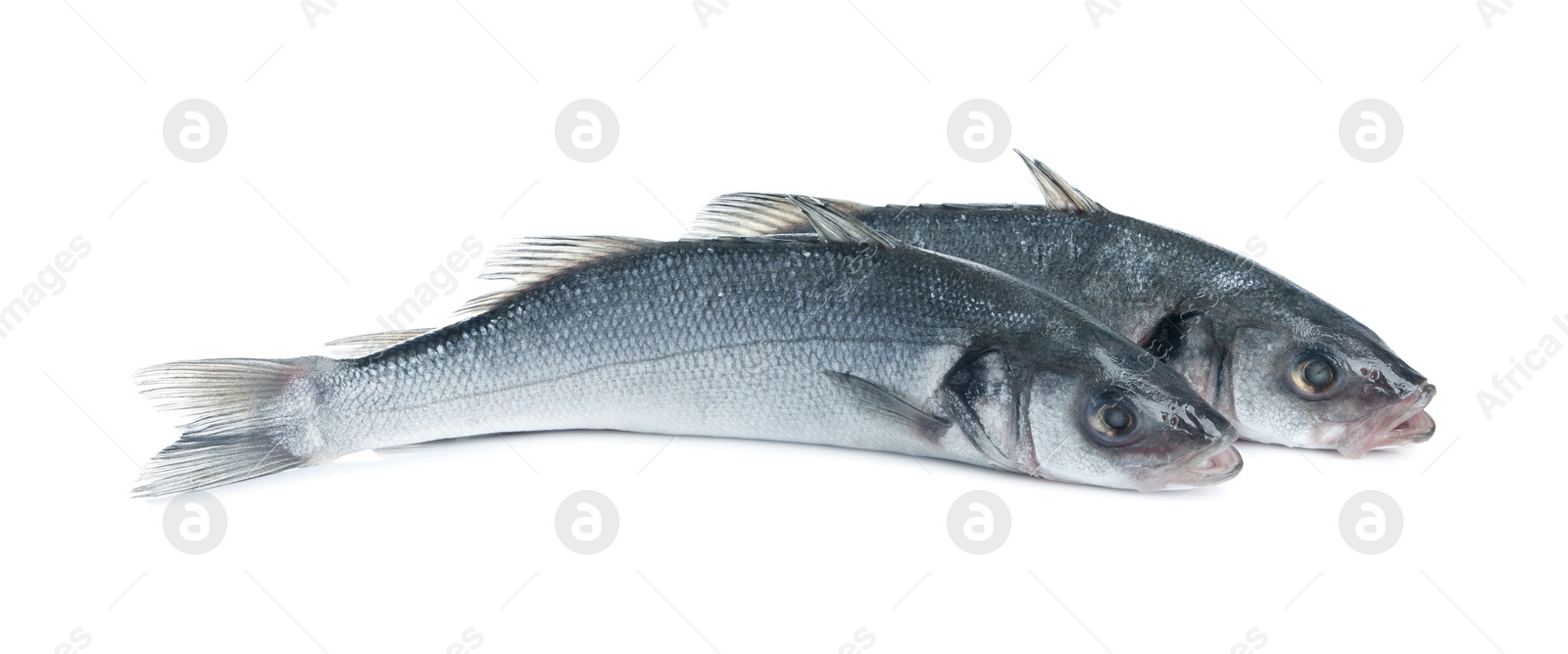 Photo of Fresh sea bass fish on white background