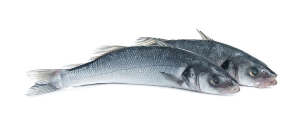 Photo of Fresh sea bass fish on white background