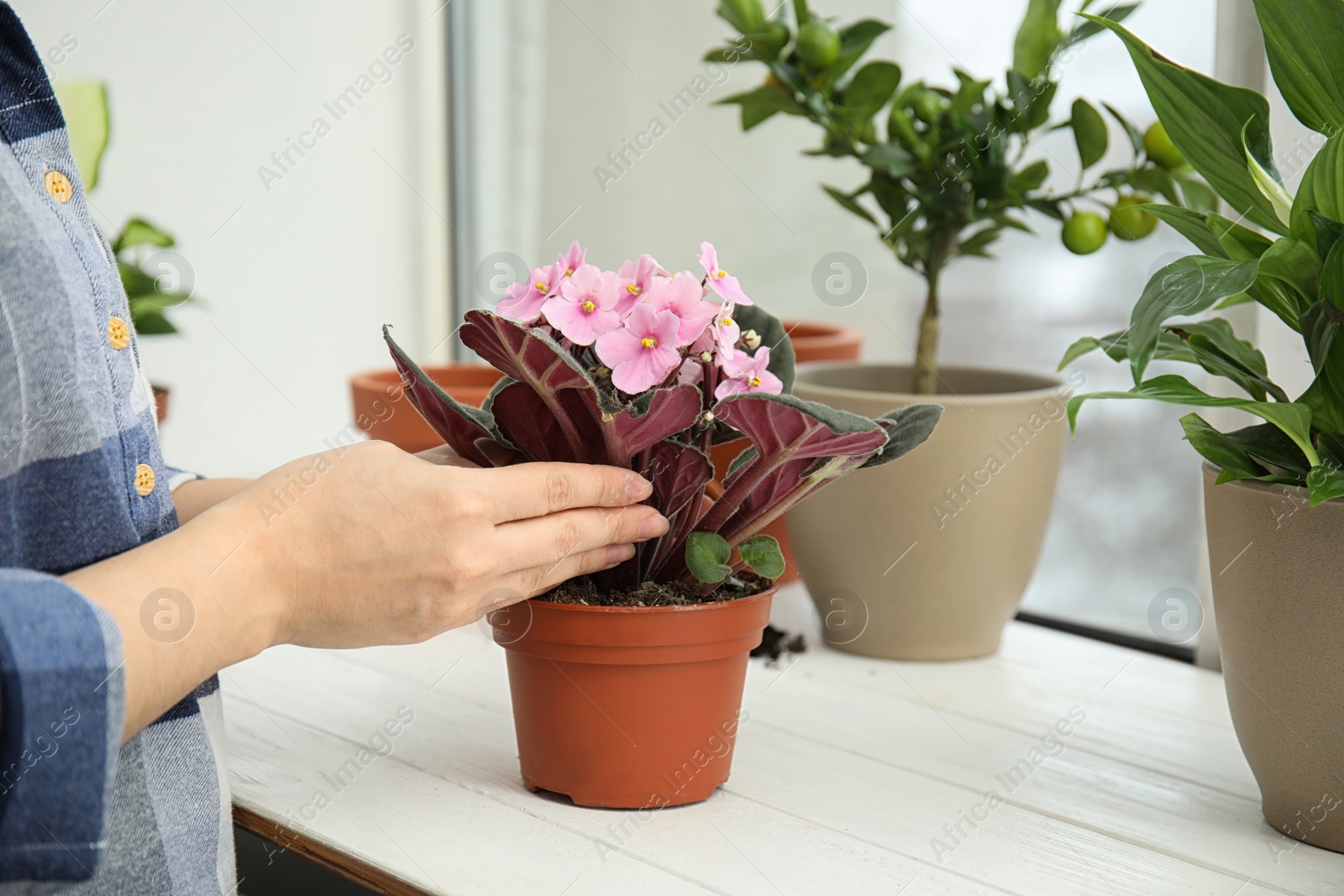 Photo of Woman transplanting home plant into new pot on window sill, closeup