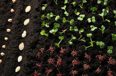Photo of Many seeds and vegetable seedlings in fertile soil, above view
