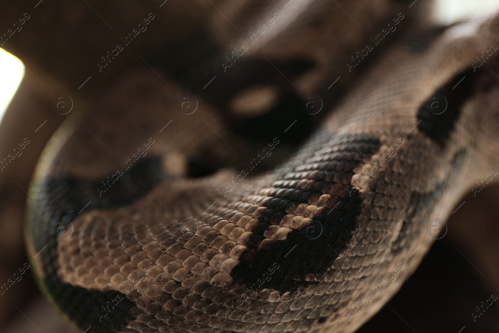 Photo of Closeup view of brown boa constrictor. Exotic snake