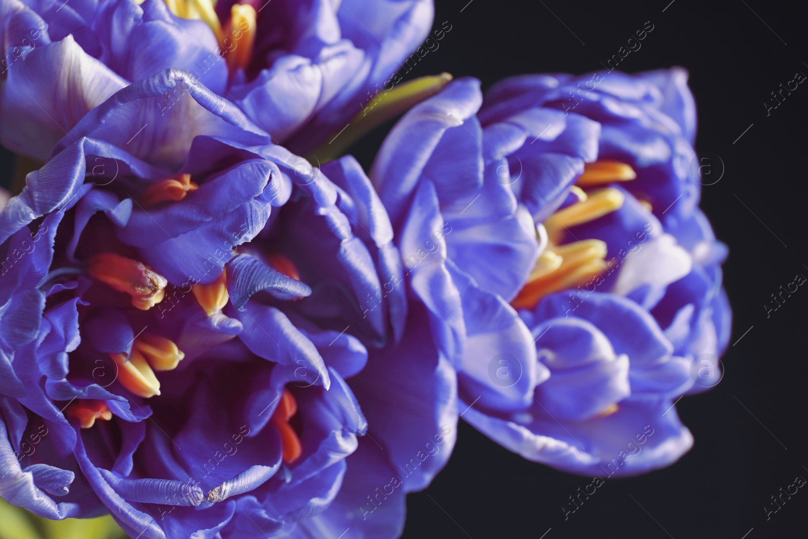 Image of Beautiful light blue tulips on black background, closeup. Bright flowers