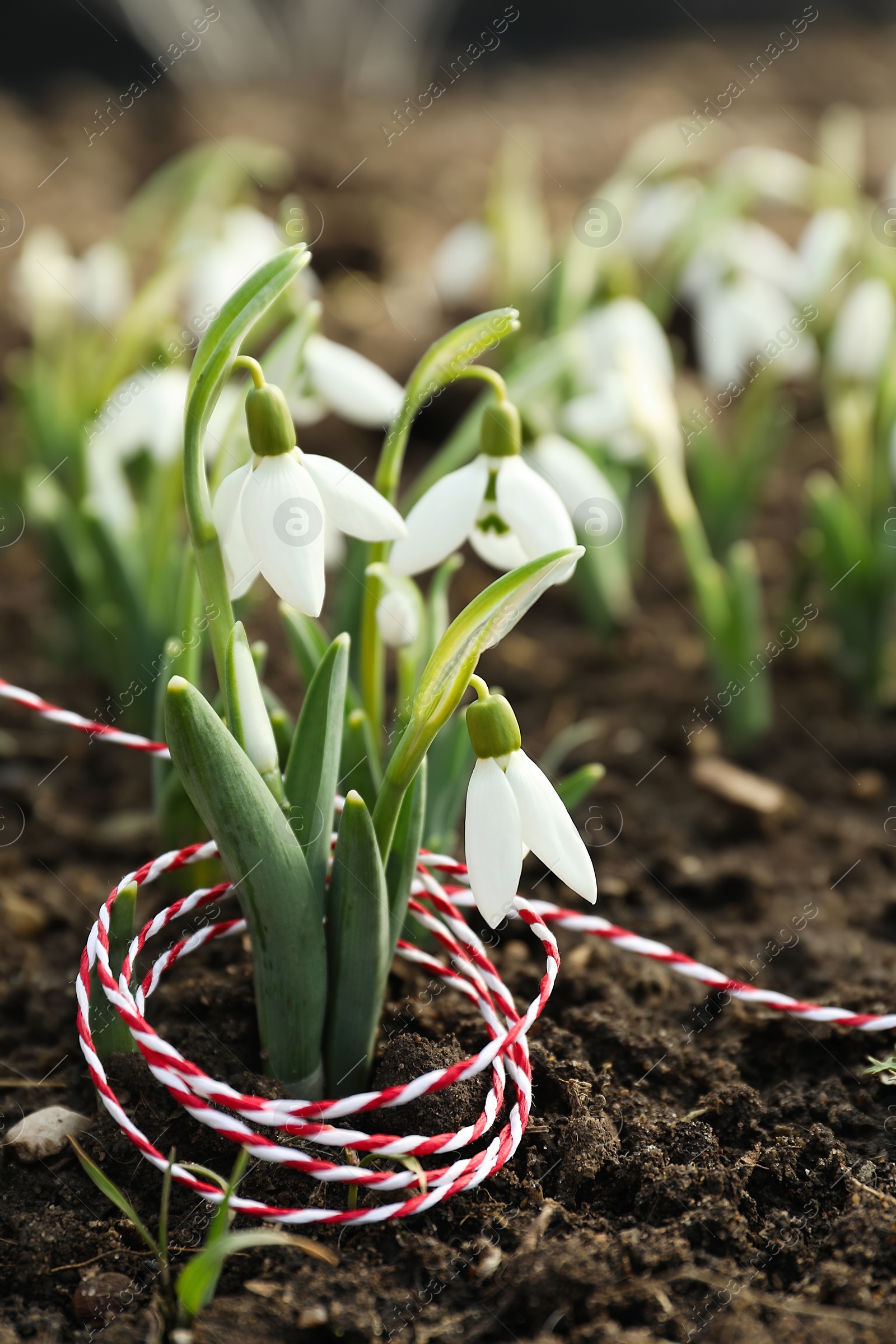 Photo of Beautiful snowdrops with thread outdoors. Early spring flowers