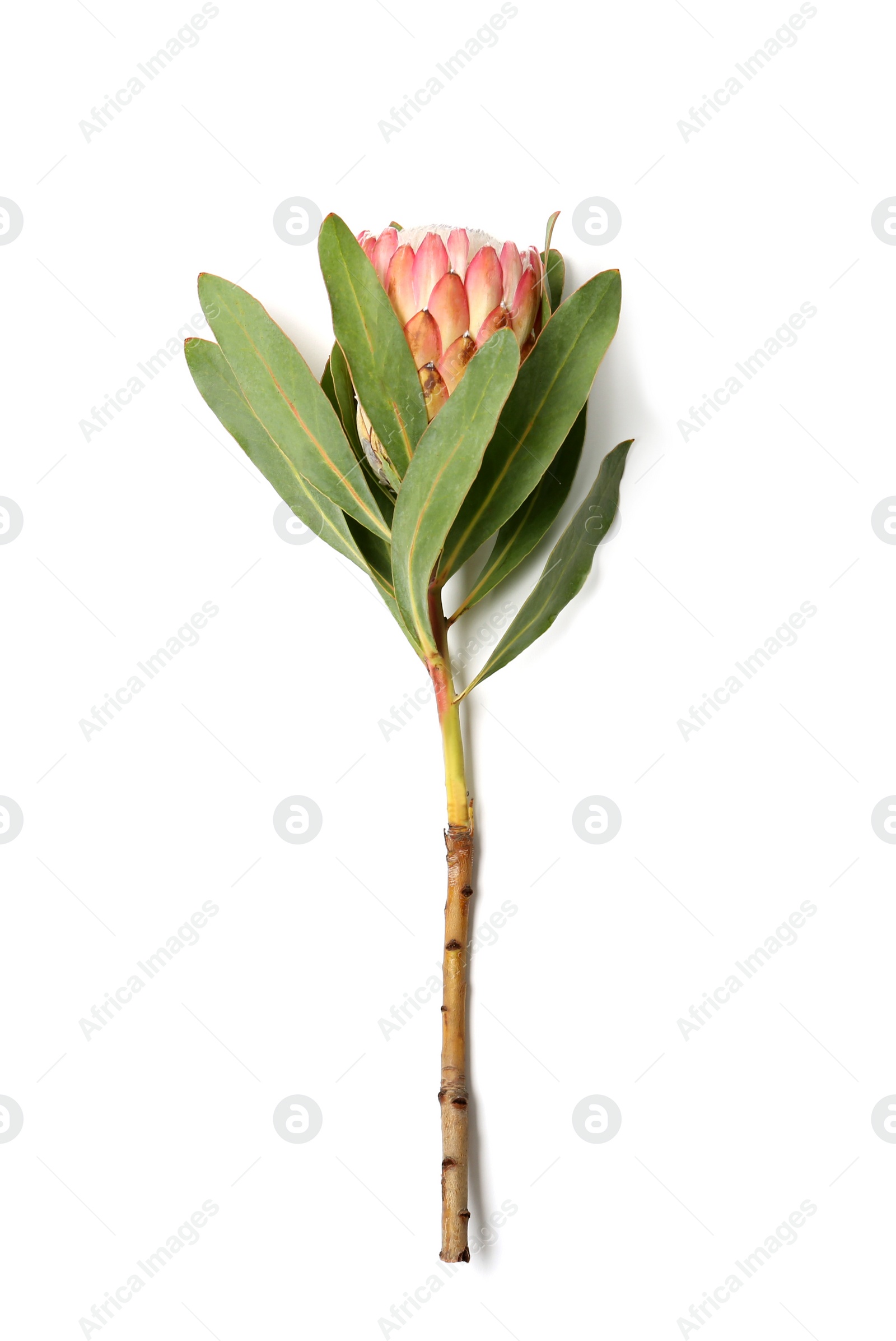 Photo of Beautiful protea flower on white background. Tropical plant