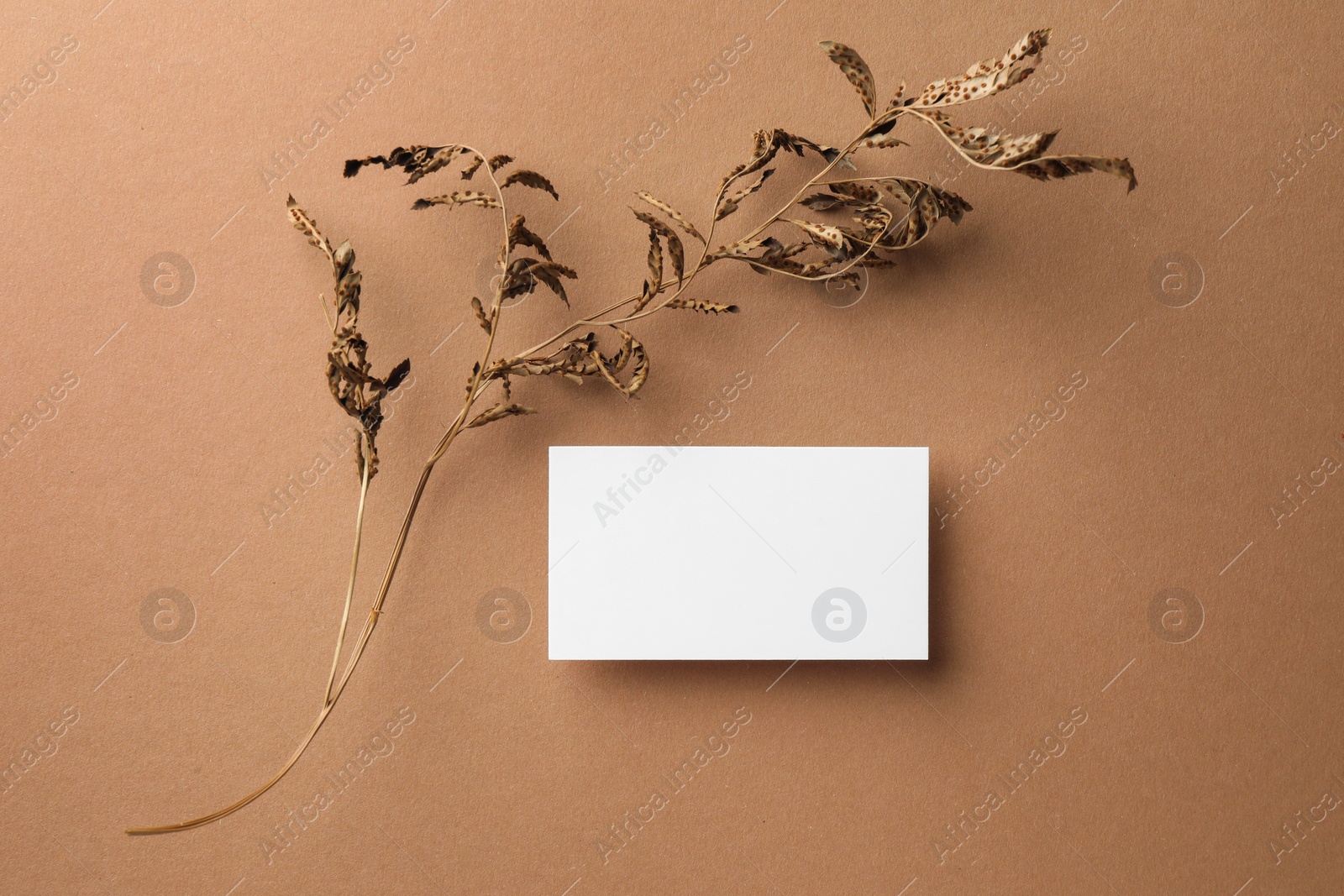 Photo of Empty business card and dried plant on dark beige background, top view. Mockup for design