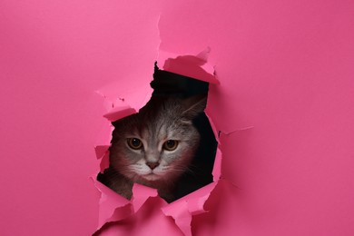 Photo of Cute grey cat peeking out hole in pink paper