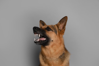 Photo of Aggressive German Shepherd dog on grey background