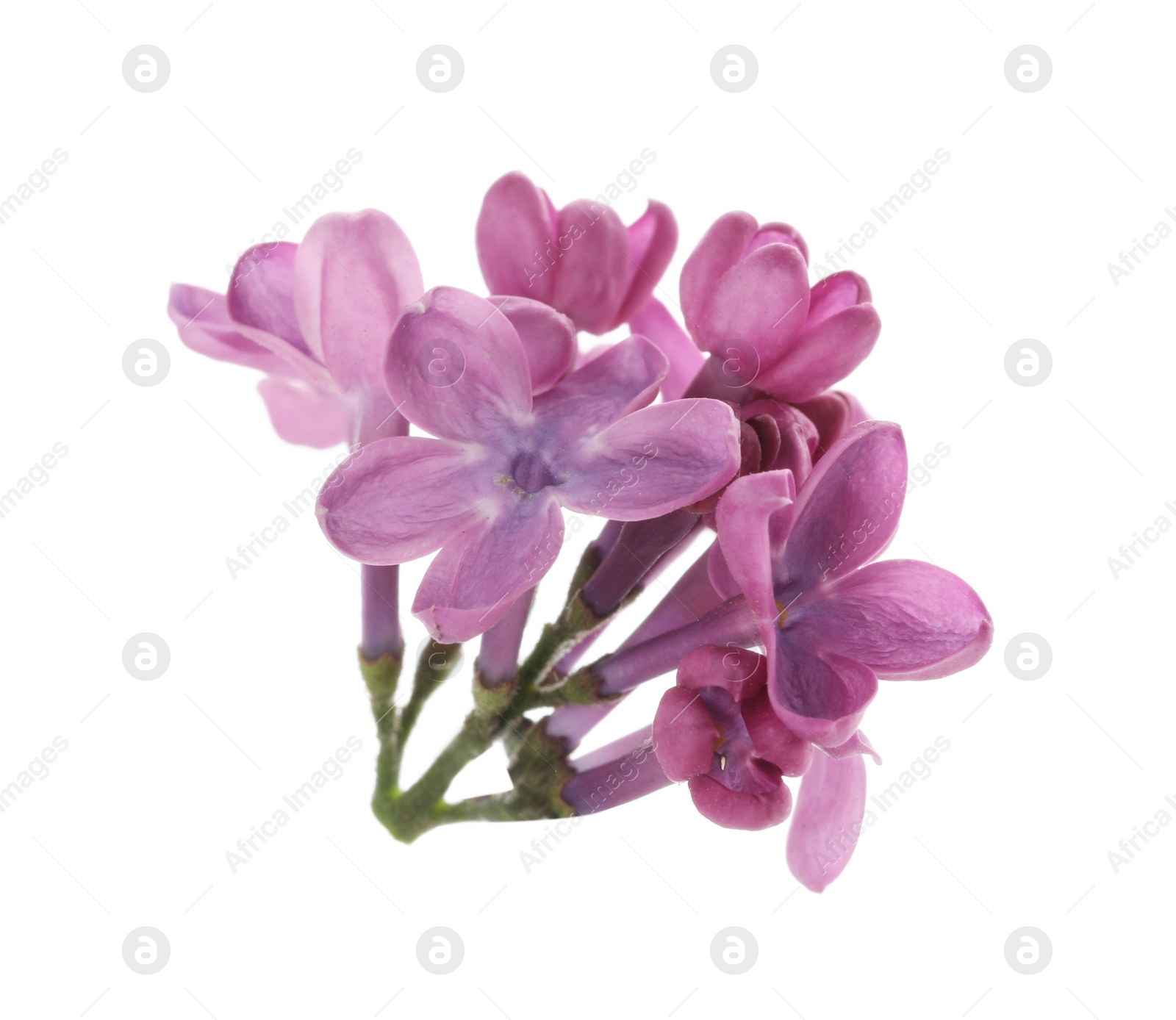 Photo of Beautiful purple lilac blossom isolated on white