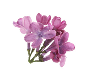 Beautiful purple lilac blossom isolated on white