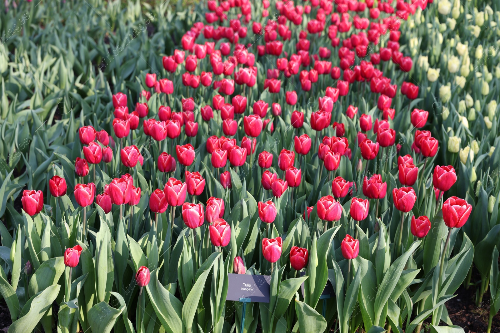 Photo of Beautiful tulip flowers growing outdoors on sunny day