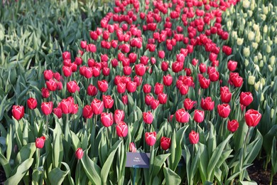 Beautiful tulip flowers growing outdoors on sunny day