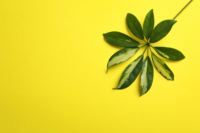 Leaf of tropical schefflera plant on color background, top view with space for text