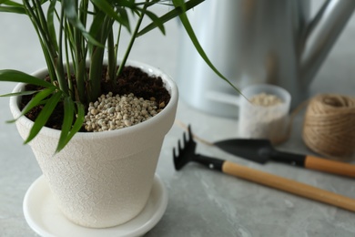 Photo of Beautiful house plant with granular fertilizer on table, closeup. Space for text