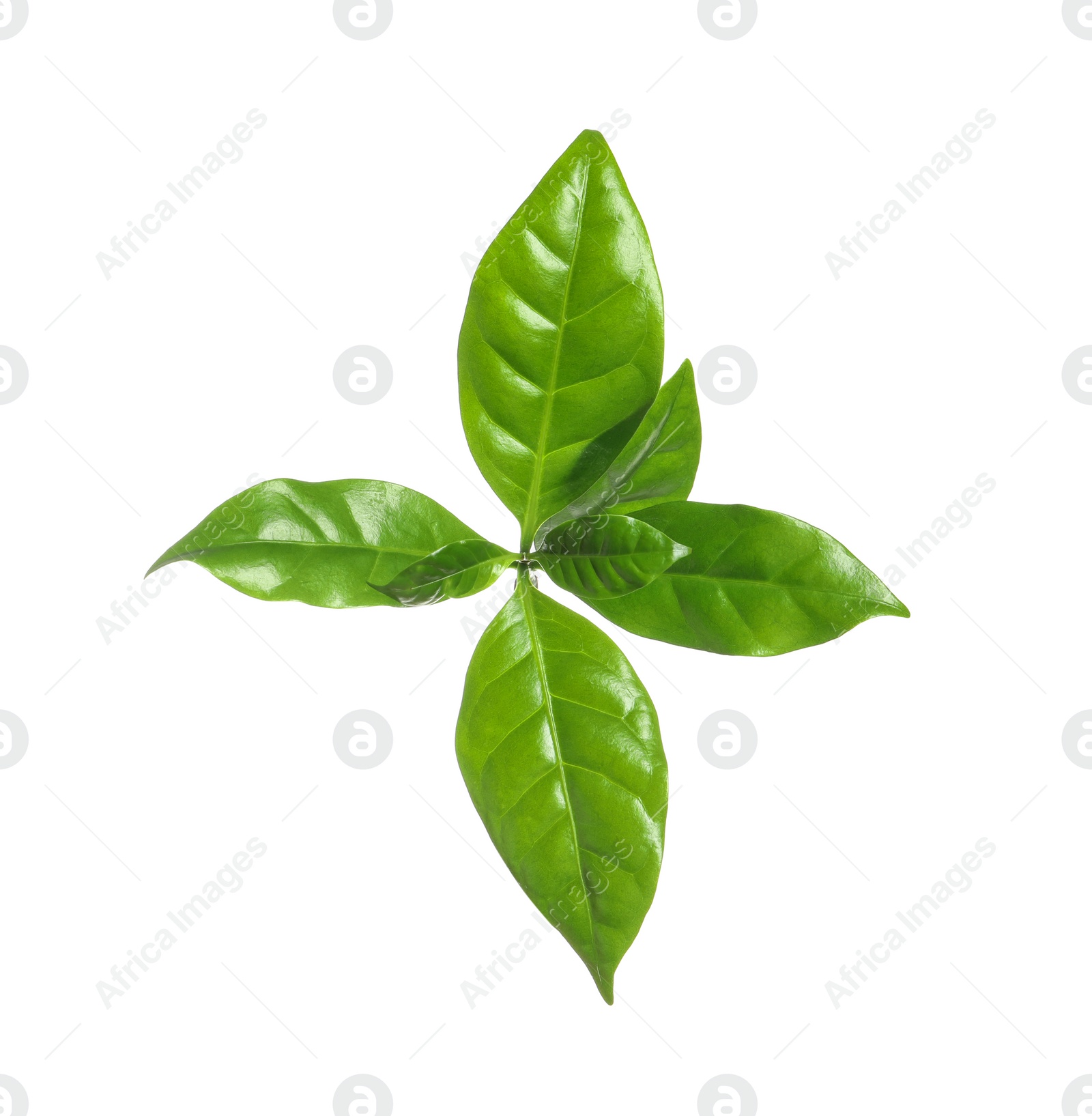 Photo of Fresh green coffee leaves isolated on white