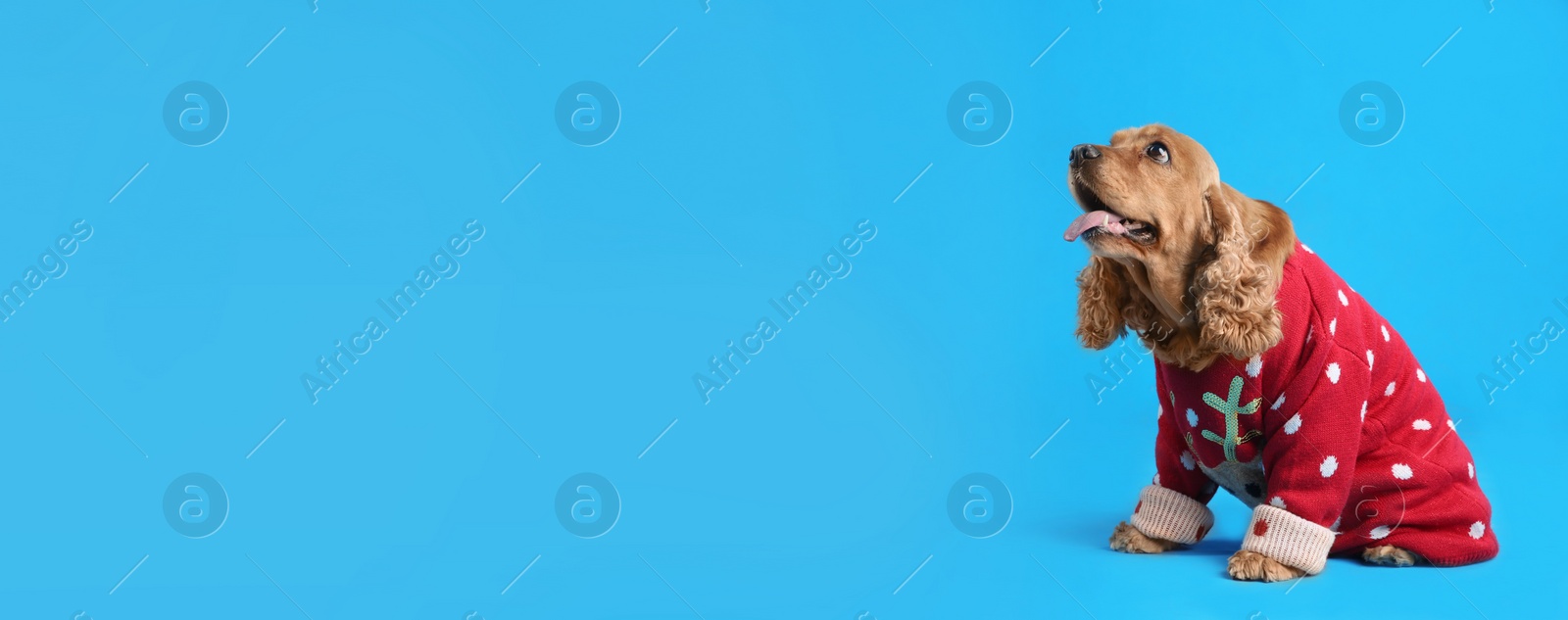 Photo of Adorable Cocker Spaniel in Christmas sweater on light blue background, space for text