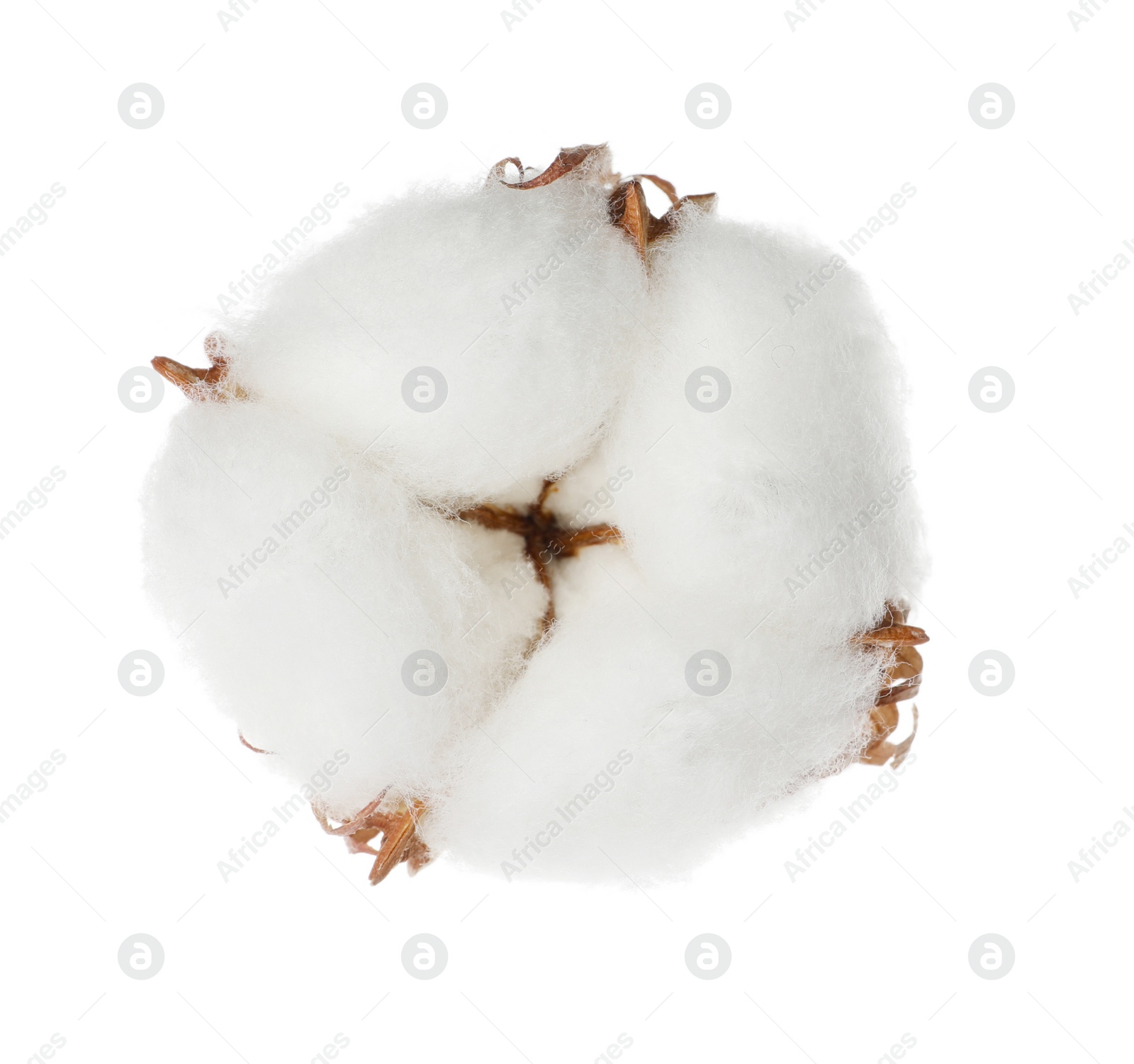 Photo of Beautiful fluffy cotton flower isolated on white