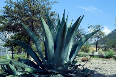 Photo of Beautiful Agave plant growing outdoors on sunny day