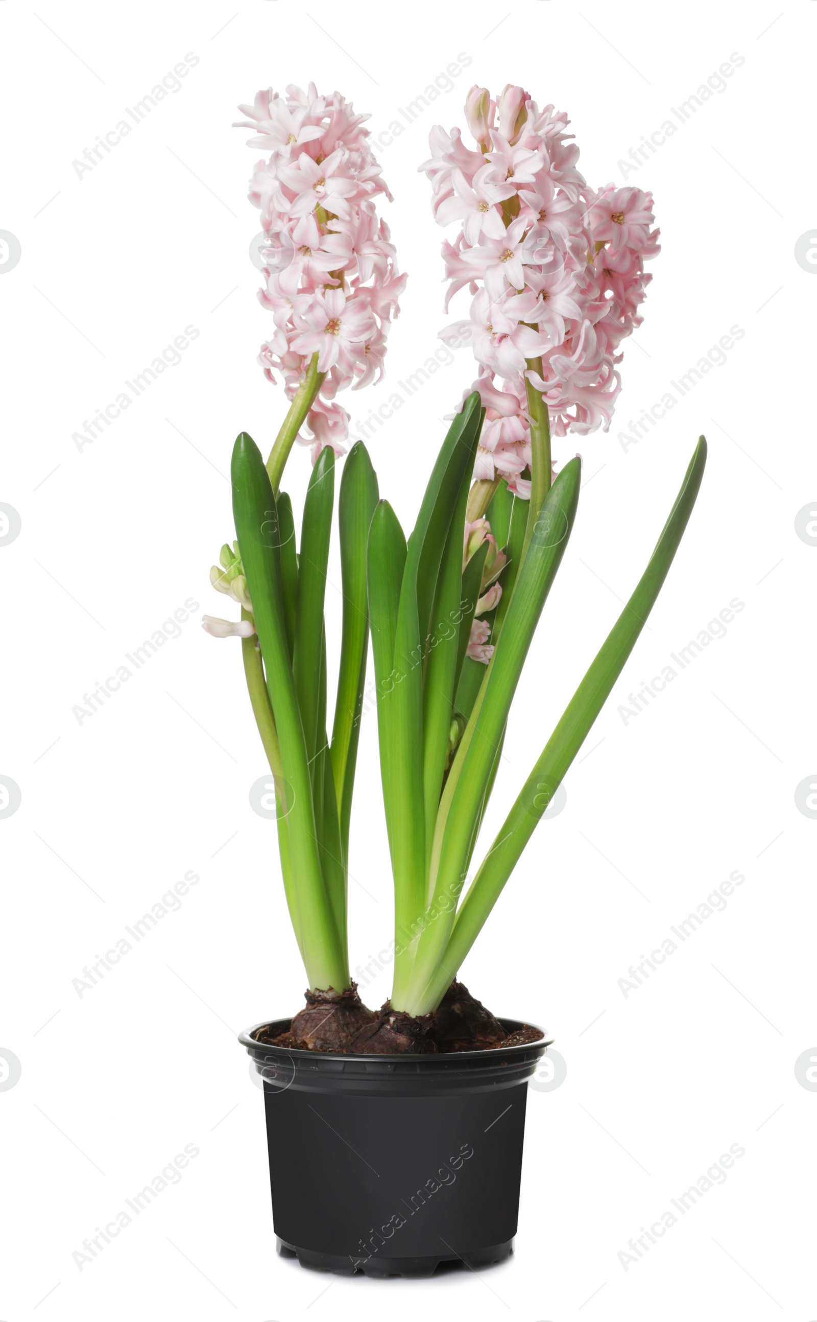 Photo of Beautiful spring hyacinth flowers isolated on white