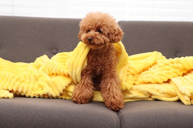 Photo of Cute Maltipoo dog with plaid resting on sofa indoors. Lovely pet
