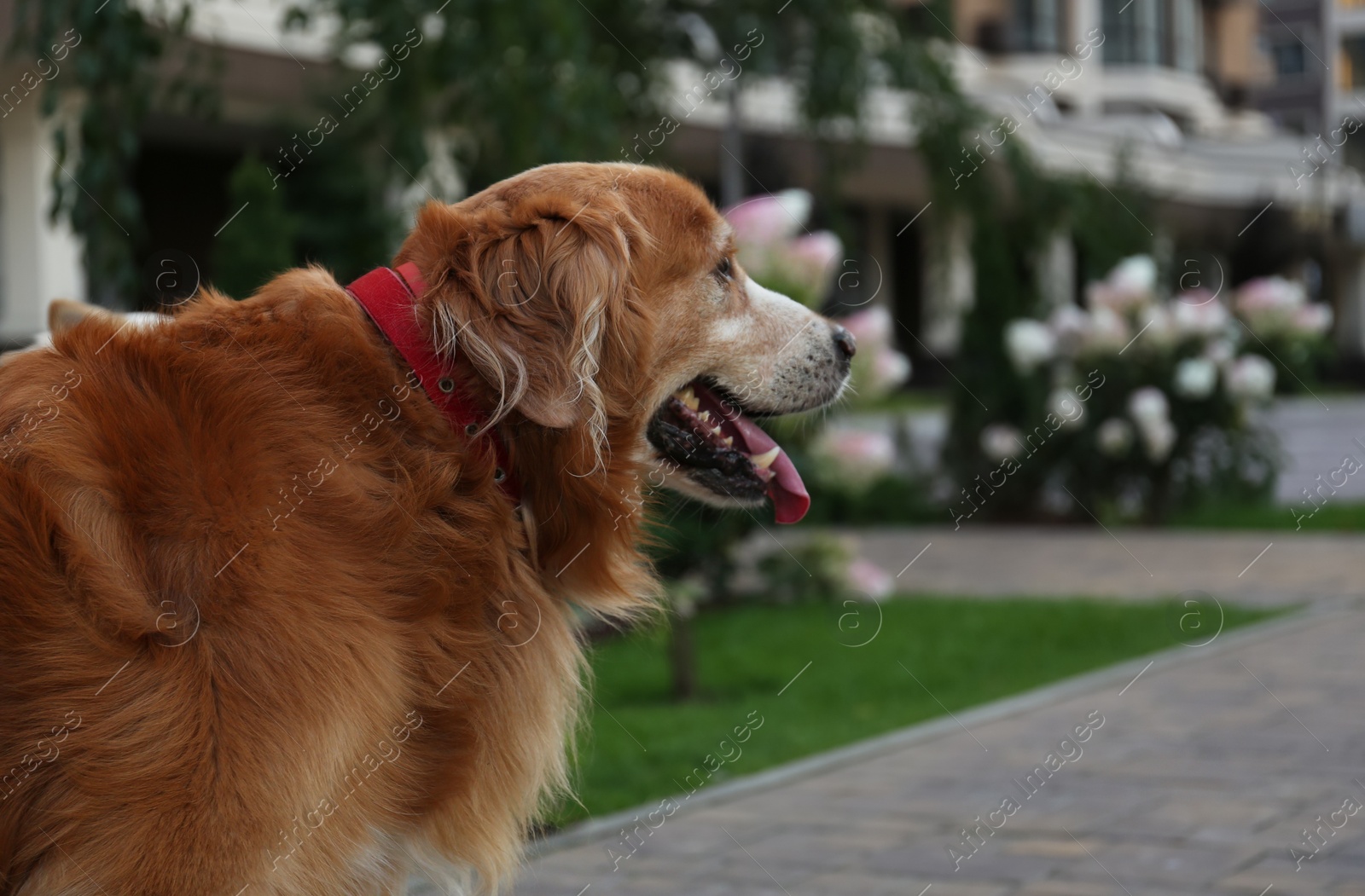 Photo of Beautiful golden retriever on city street, closeup. Dog walking