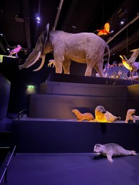 Photo of Leiden, Netherlands - June 18, 2022: Exhibition with different stuffed animals in Naturalis Biodiversity Center