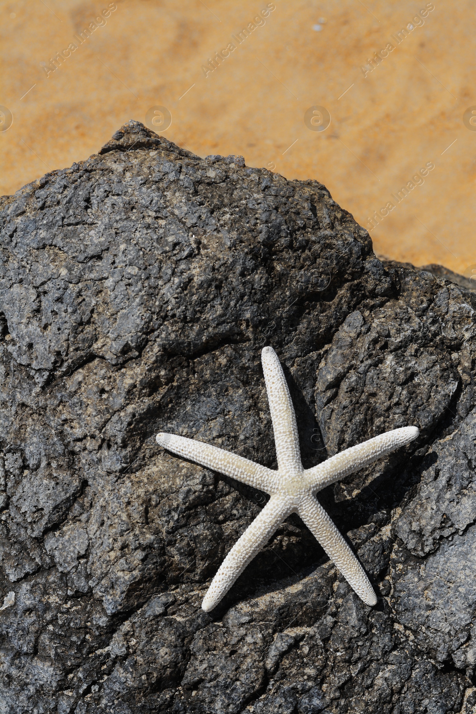 Photo of Black stone with beautiful starfish on sandy beach, space for text