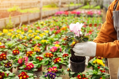 Man potting flower in greenhouse, closeup with space for text. Home gardening
