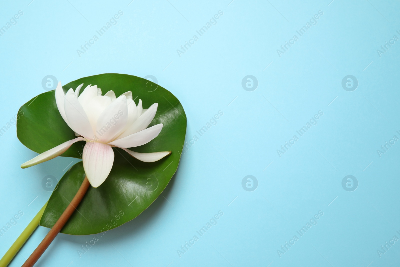 Photo of Beautiful white lotus flower with green leaf on light blue background, top view. Space for text