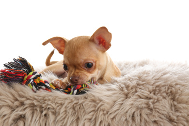 Cute Chihuahua puppy with toy on faux fur. Baby animal