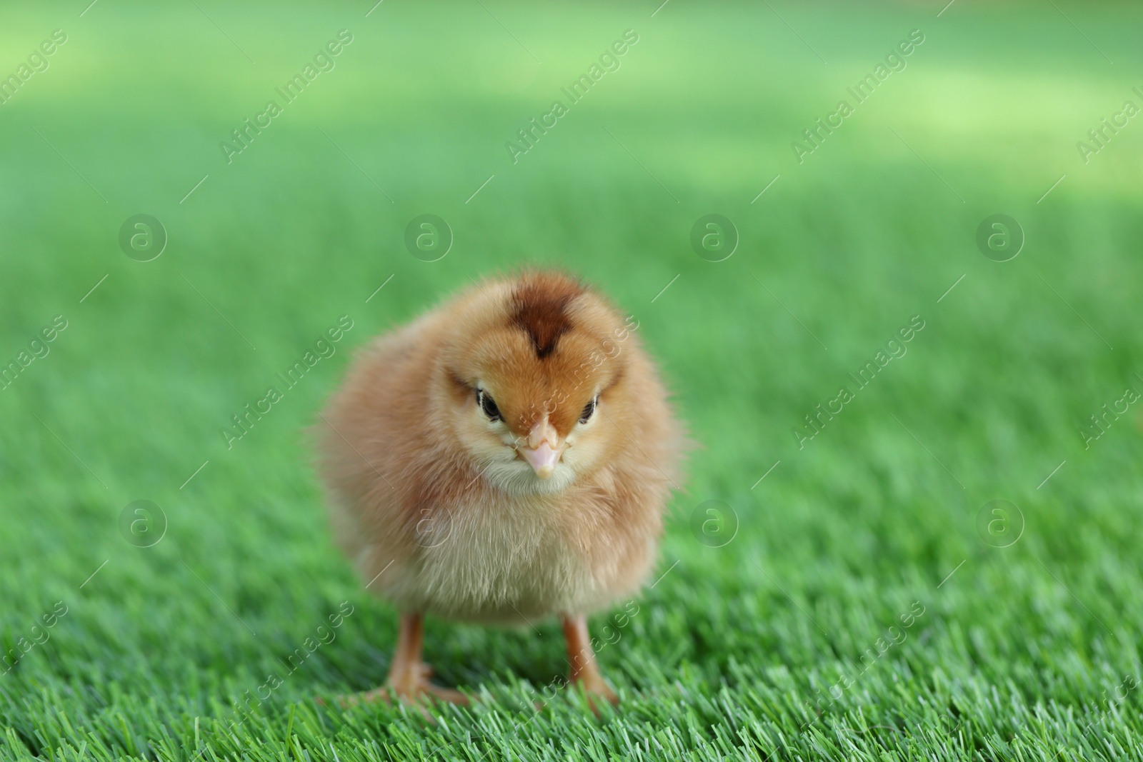 Photo of Cute chick on green artificial grass outdoors, closeup. Baby animal