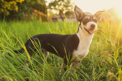 Photo of Cute fluffy dog in green grass at sunset