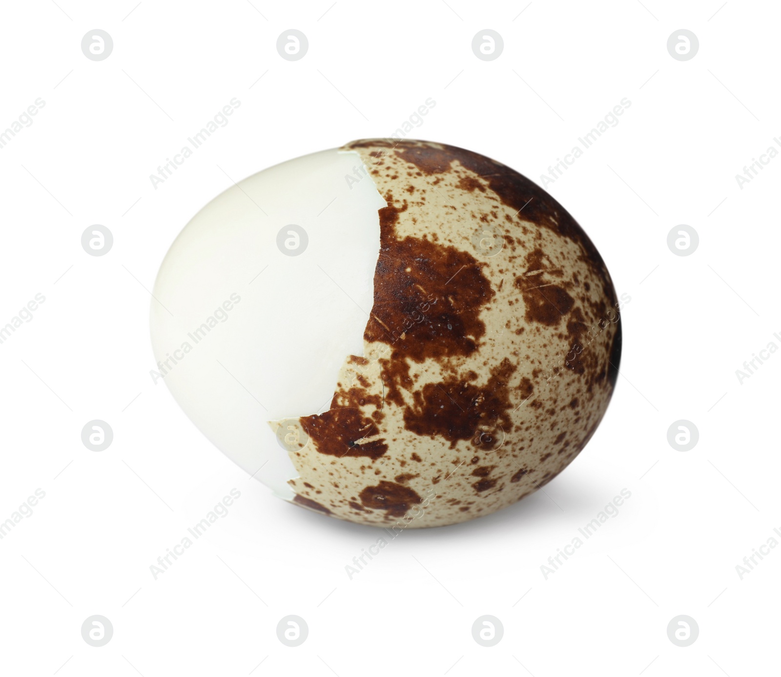 Photo of Boiled quail egg in shell isolated on white