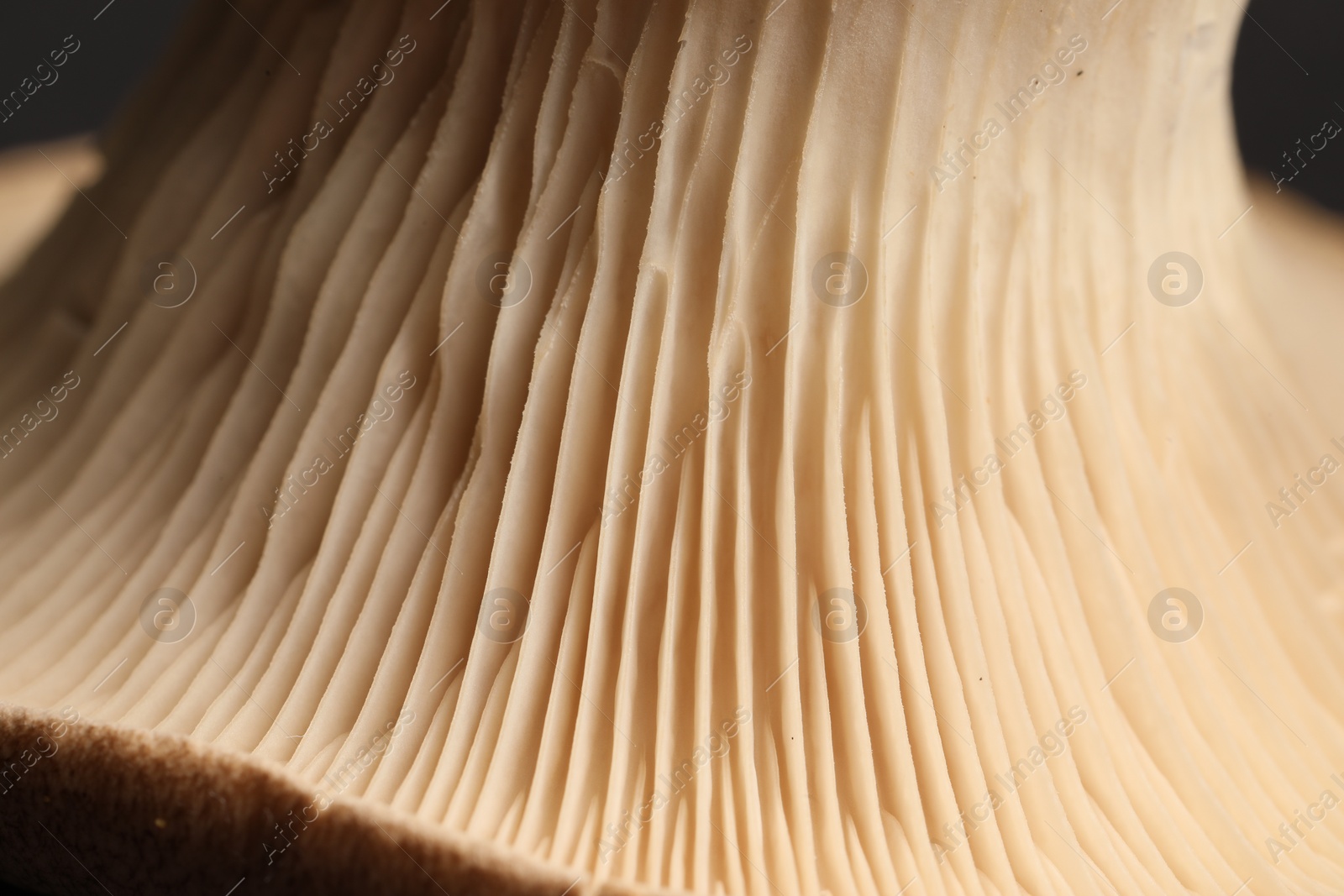 Photo of Macro photo of oyster mushroom on dark background