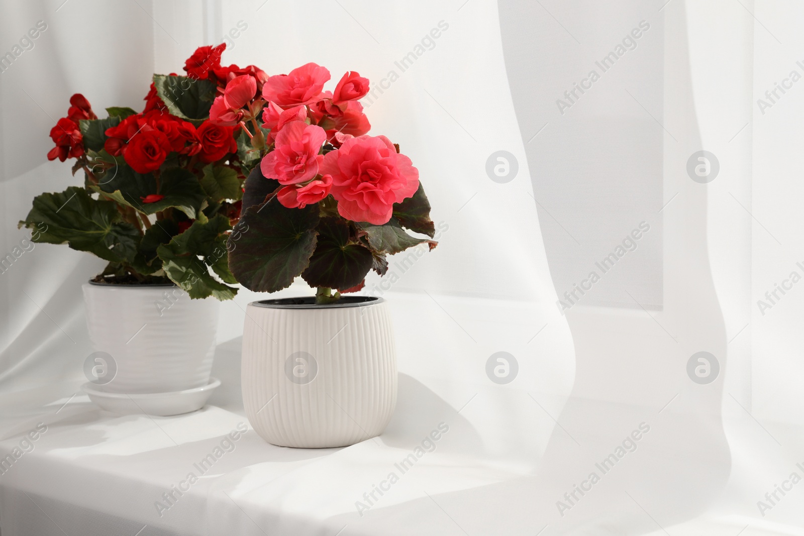 Photo of Beautiful begonia flowers in pots on windowsill, space for text