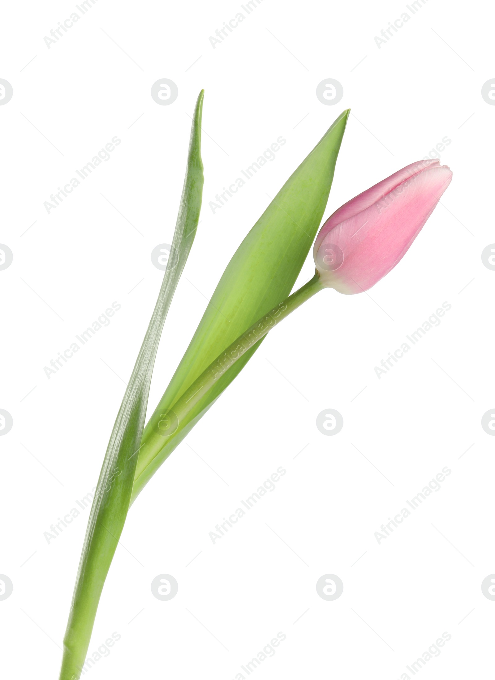 Photo of Beautiful pink spring tulip on white background