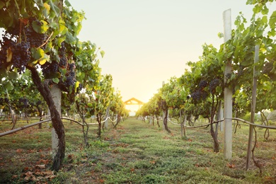 Photo of Beautiful view of vineyard with ripe grapes