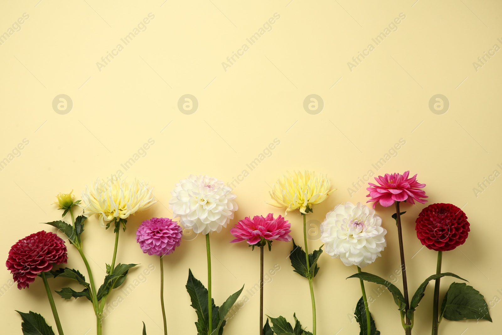 Beautiful dahlia flowers on pale yellow background, flat lay. Space for text Photo of Beautiful dahlia flowers on pale yellow background, flat lay. Space for text