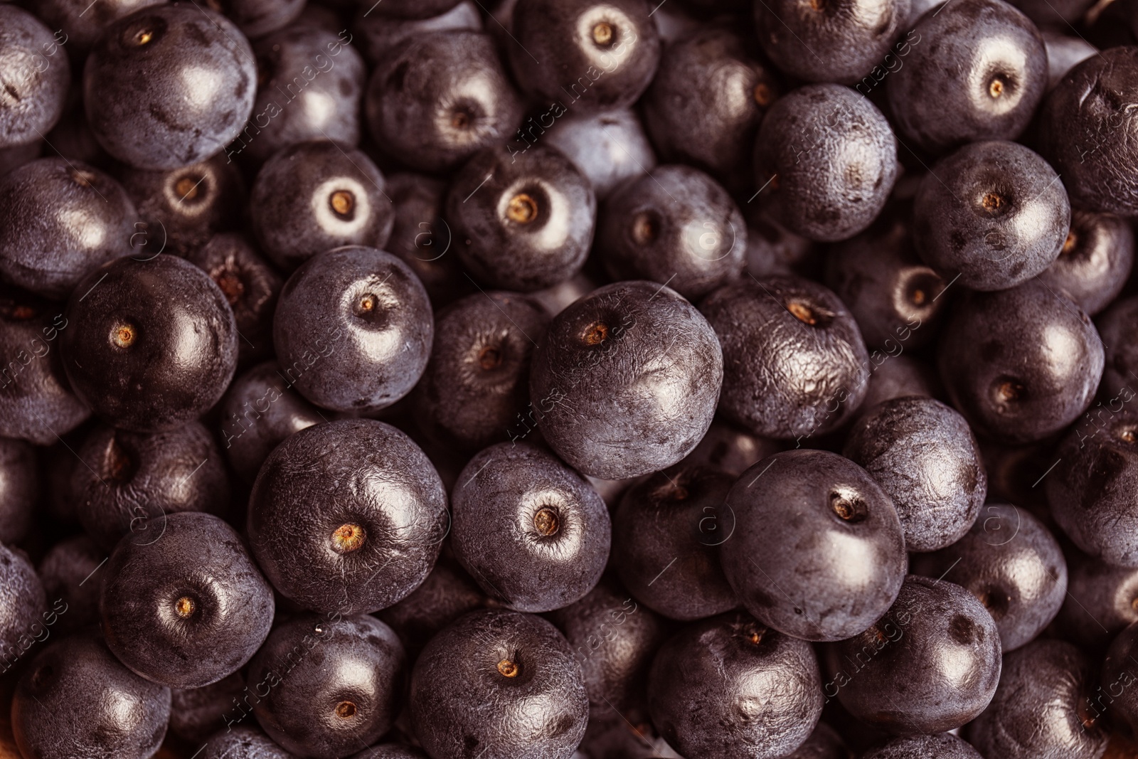 Photo of Fresh acai berries as background