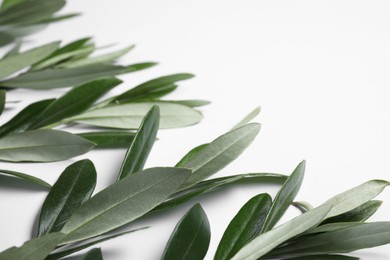 Photo of Olive twigs with fresh green leaves on white background, closeup. Space for text